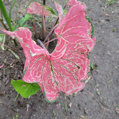 Caladium bicolor, photographed by Maria Janeiro