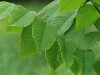 Juglans nigra, photographed by Mila C.