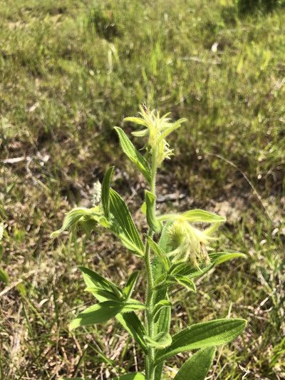 Lithospermum virginianum, photographed by John Kees
