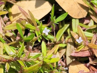 Oldenlandia corymbosa, photographed by Tyler Bishop