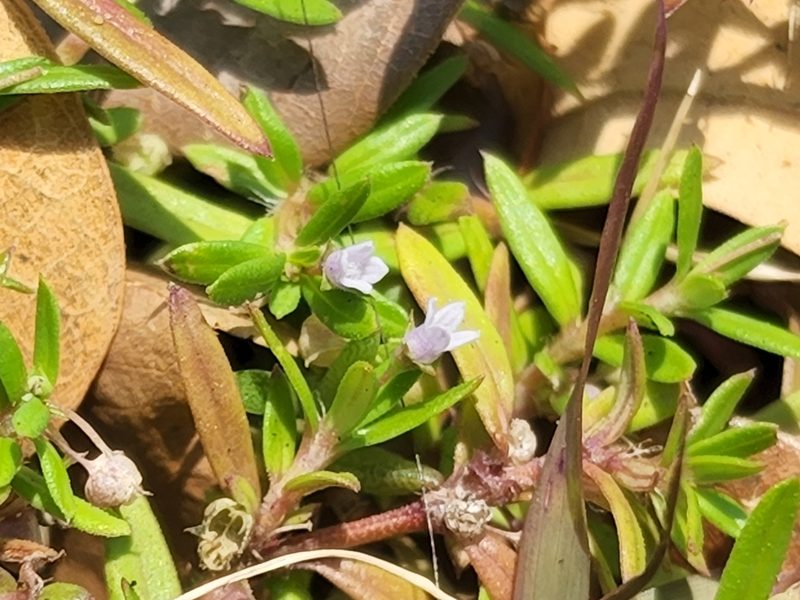 Oldenlandia corymbosa, photographed by Tyler Bishop