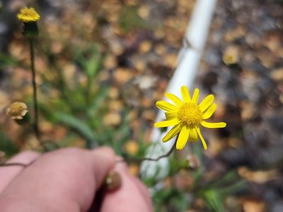 Senecio madagascariensis, photographed by Tyler Bishop
