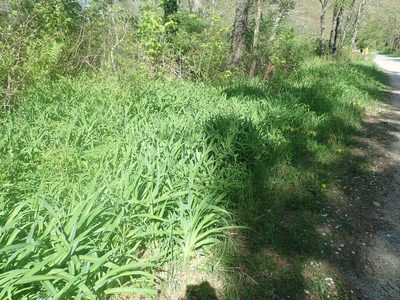 Hemerocallis fulva, photographed by Lynn Harper