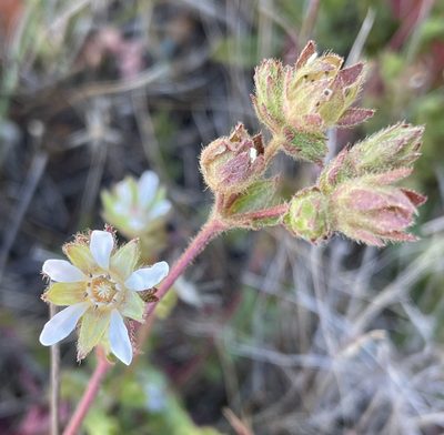 Potentilla lindleyi, photographed by Irene