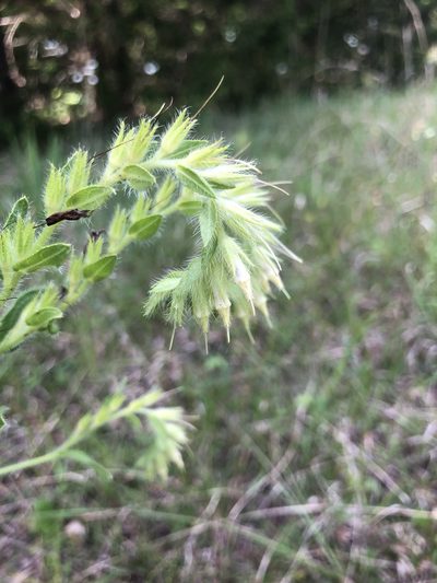 Lithospermum virginianum, photographed by John Kees