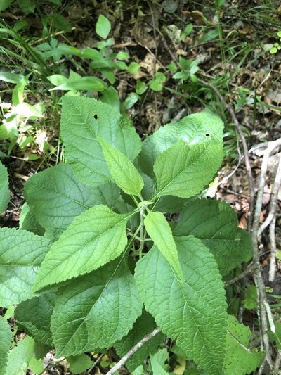 Salvia chapmanii, photographed by John Kees