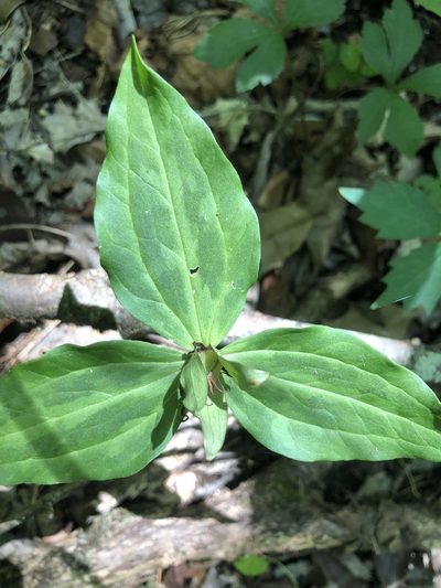 Trillium stamineum, photographed by John Kees