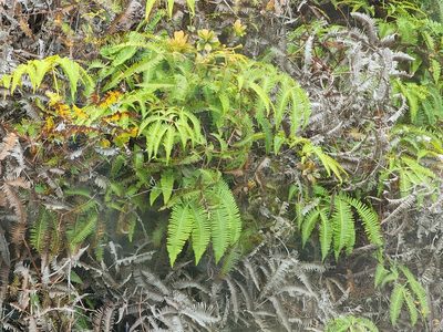 Dicranopteris linearis, photographed by Tyler Bishop