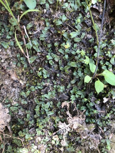 Marchantia inflexa, photographed by John Kees