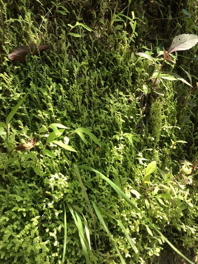 Selaginella ludoviciana, photographed by John Kees