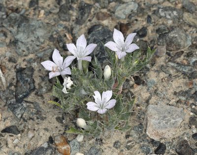 Langloisia setosissima, photographed by Steve Matson