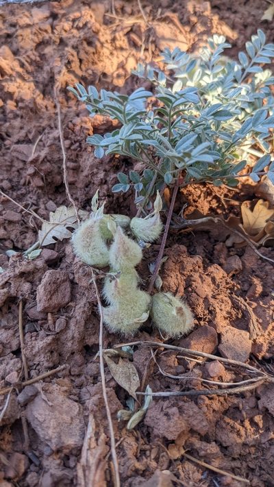 Astragalus concordius, photographed by Darrin Gobble