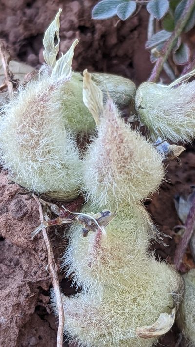Astragalus concordius, photographed by Darrin Gobble