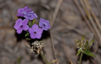 Phlox drummondii