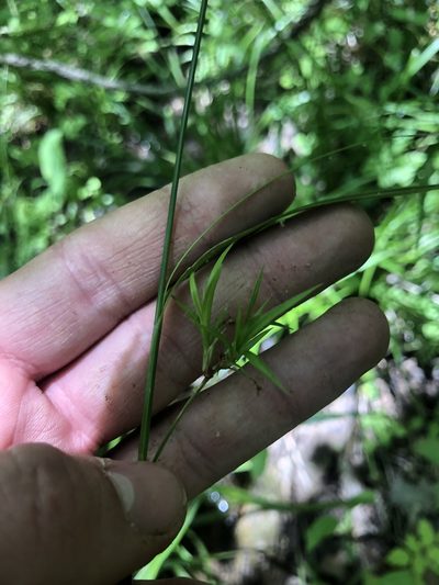 Scirpus lineatus, photographed by John Kees