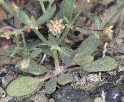 Eriogonum maculatum, photographed by Steve Matson