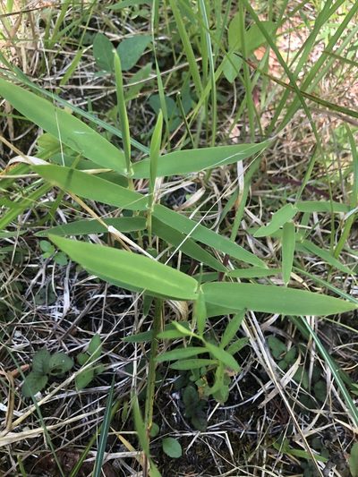 Gymnopogon ambiguus, photographed by John Kees