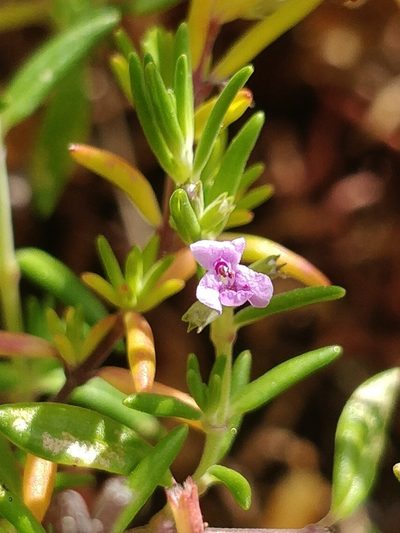 Micromeria maderensis, photographed by Vítor Jorge