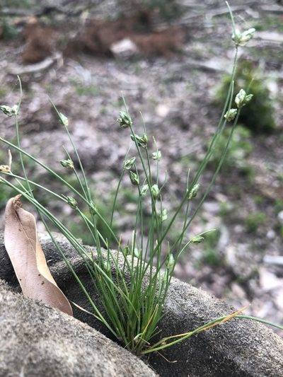 Isolepis carinata, photographed by John Kees