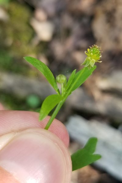 Ranunculus allegheniensis, photographed by Daniel McClosky