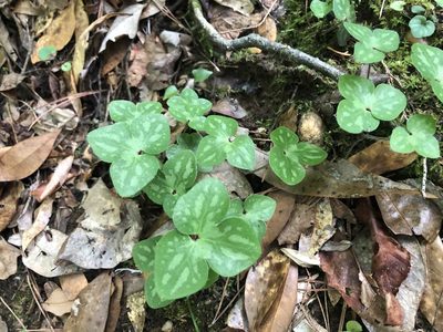 Hepatica americana, photographed by John Kees
