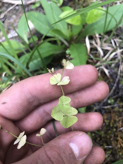 Euphorbia commutata, photographed by John Kees
