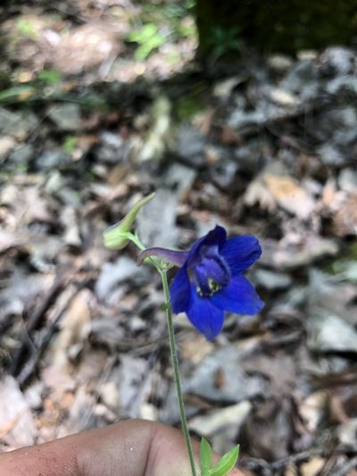 Delphinium alabamicum, photographed by John Kees