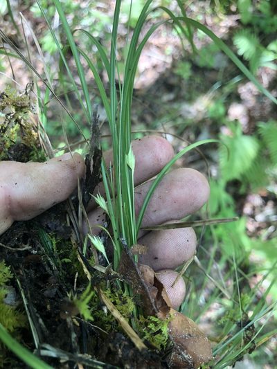 Carex superata, photographed by John Kees
