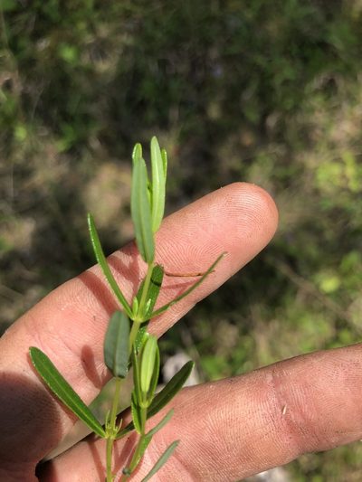 Hypericum sphaerocarpum, photographed by John Kees