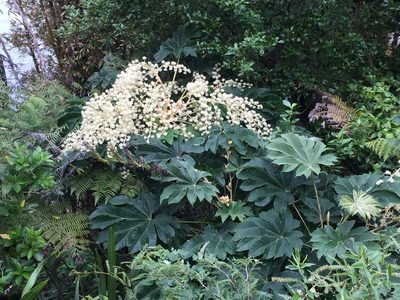 Tetrapanax papyrifer, photographed by Stephen Thorpe