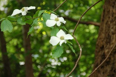 Cornus nuttallii, photographed by Gunnar Bonk