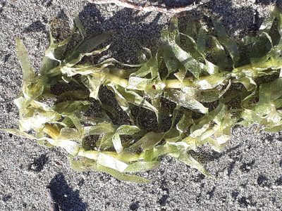 Elodea densa, photographed by Doug Miller
