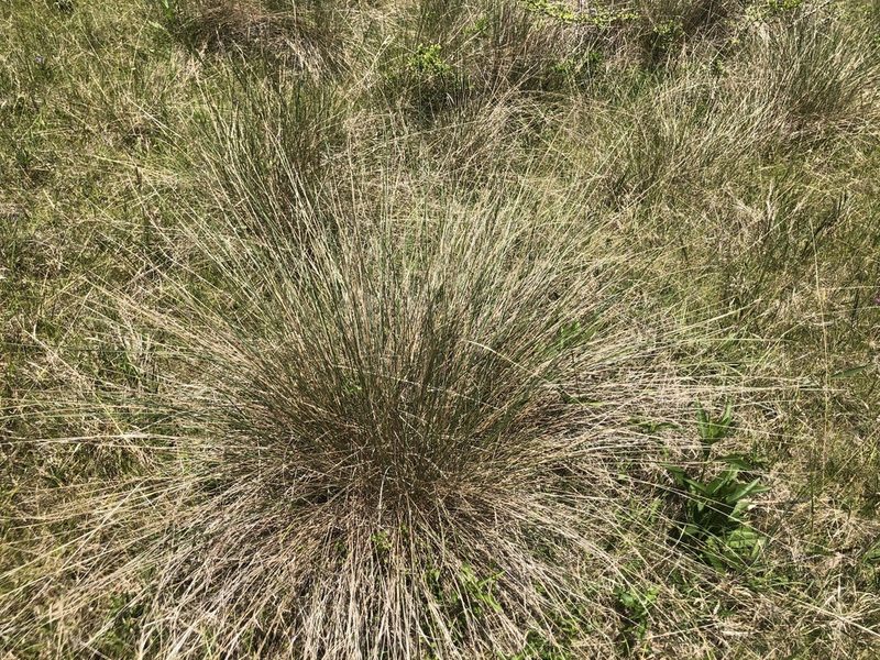 Muhlenbergia capillaris, photographed by John Kees