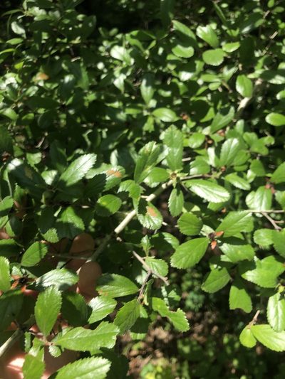 Crataegus uniflora, photographed by John Kees
