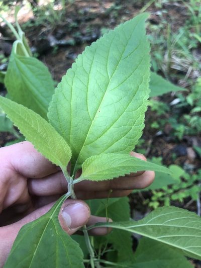 Salvia chapmanii, photographed by John Kees