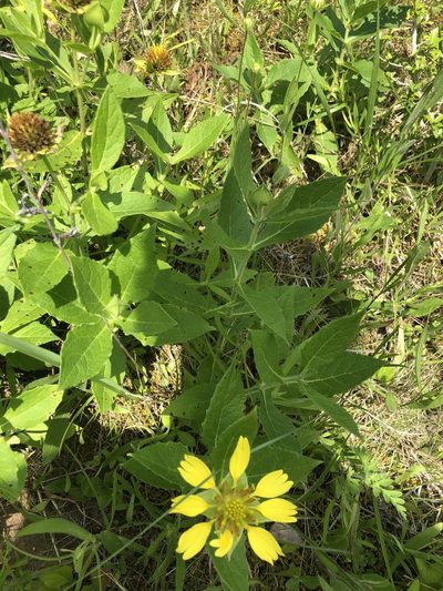 Tetragonotheca helianthoides, photographed by John Kees