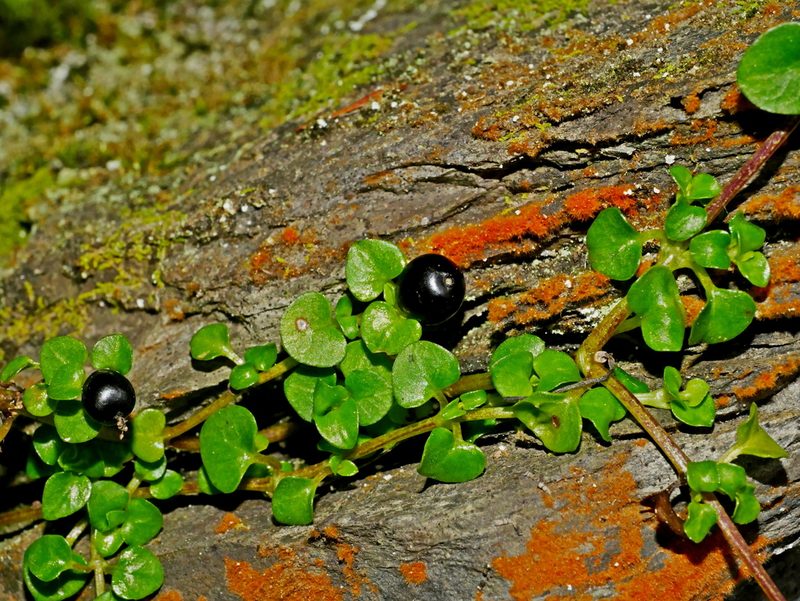 Nertera nigricarpa, photographed by Jacy Chen