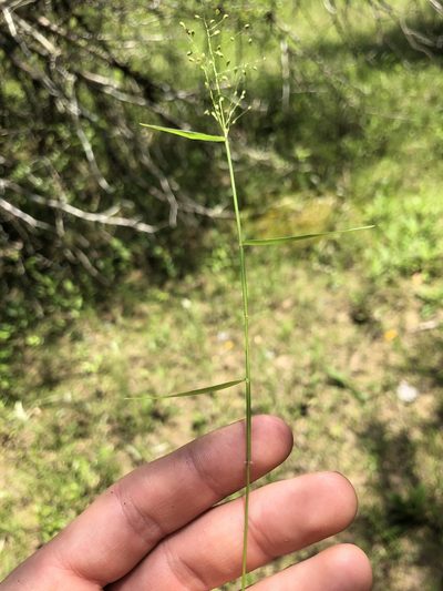 Dichanthelium dichotomum, photographed by John Kees