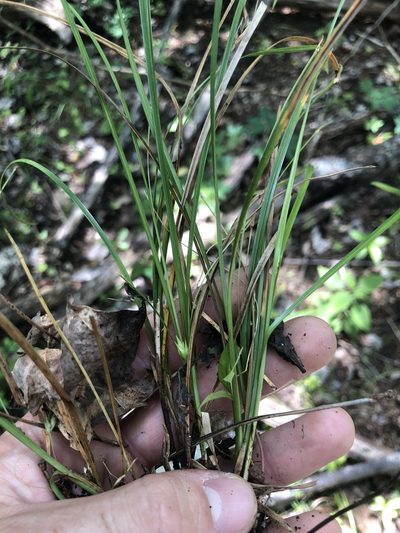 Carex superata, photographed by John Kees