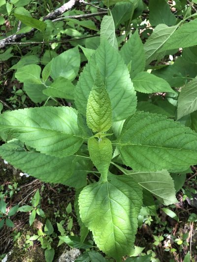 Salvia chapmanii, photographed by John Kees