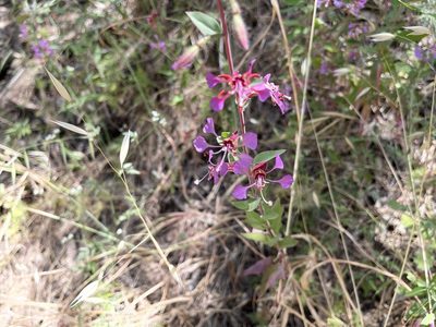 Clarkia unguiculata, photographed by rappman