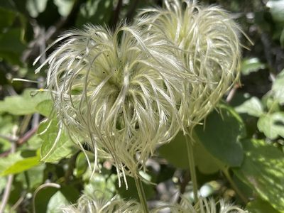 Clematis lasiantha, photographed by rappman
