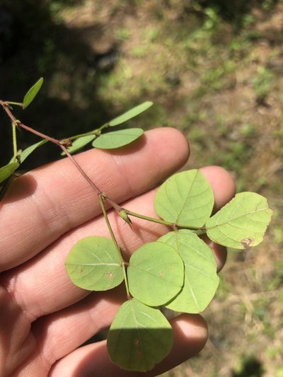 Desmodium lineatum, photographed by John Kees