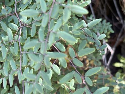 Pellaea andromedifolia, photographed by rappman