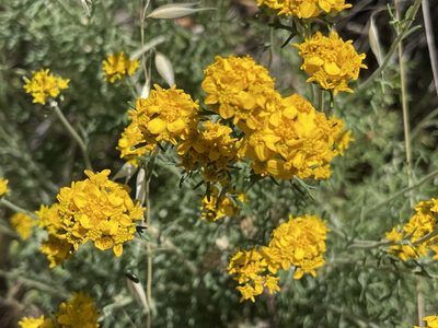 Eriophyllum confertiflorum, photographed by rappman