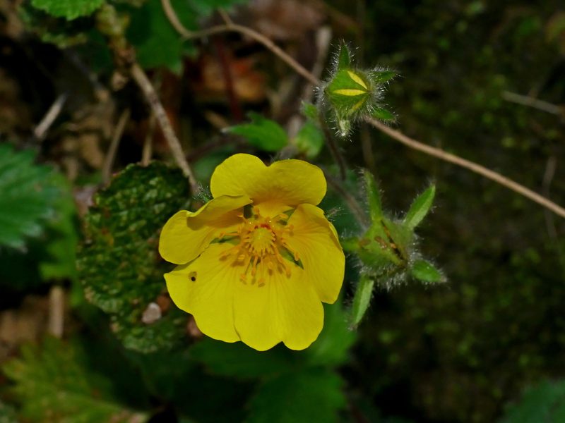 Potentilla matsumurae, photographed by Jacy Chen