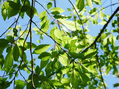 Prunus buergeriana, photographed by Jacy Chen