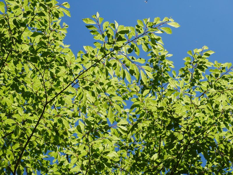 Prunus buergeriana, photographed by Jacy Chen