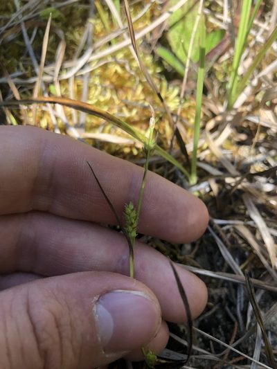Carex microdonta, photographed by John Kees