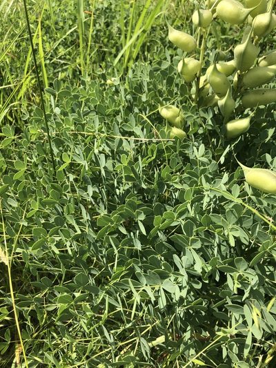 Baptisia aberrans, photographed by John Kees